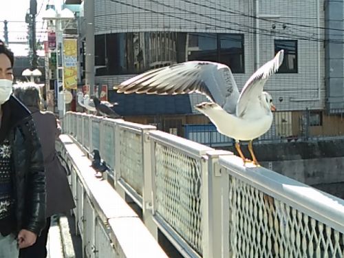 s-seagull.jpg