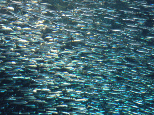 sardine2.jpg
