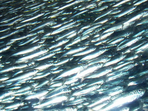 sardine4.jpg